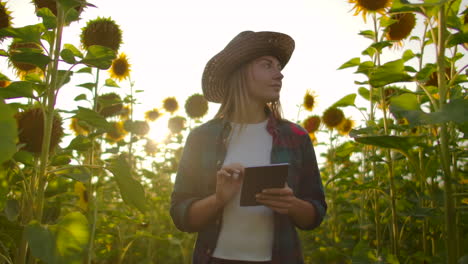 Farmer-woman-uses-modern-technology-in-the-field.-A-man-in-a-hat-goes-into-a-field-of-sunflowers-at-sunset-holding-a-tablet-computer-looks-at-the-plants-and-presses-the-screen-with-his-fingers.-Slow-motion
